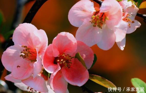 『花如』新手养花,不如养盆花中精品“海棠花”,花如丝绒般,高端艳丽