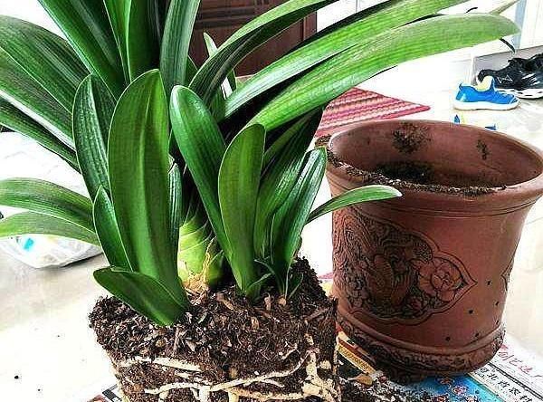  耗土|这“3种花”最耗土，一年吃“3斤”，白根挤不下，小崽爆满盆！