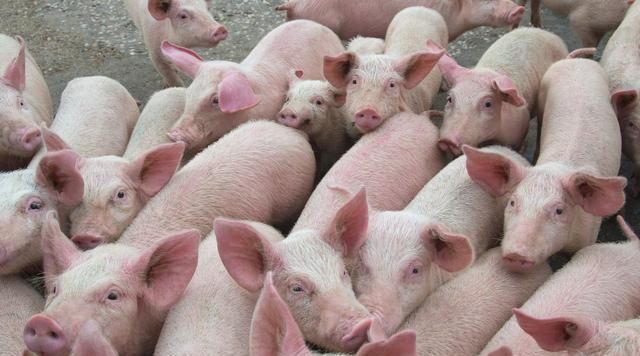  【补贴】船小好调头，农民小打小闹也能年入10万，比打工强