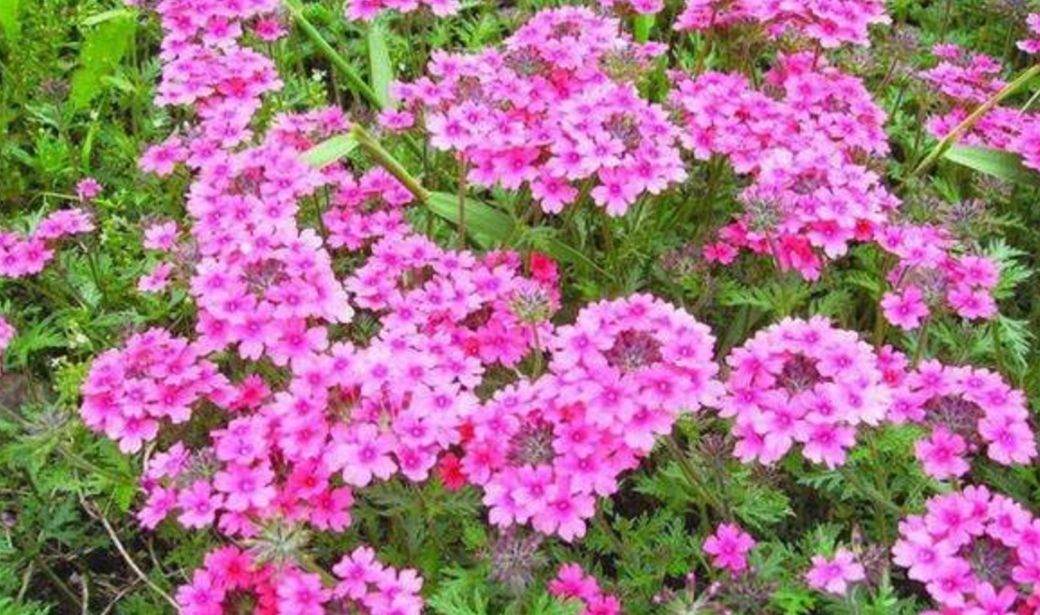  『开出』院子里养1种花，开出的花朵小巧秀美，比太阳花还漂亮