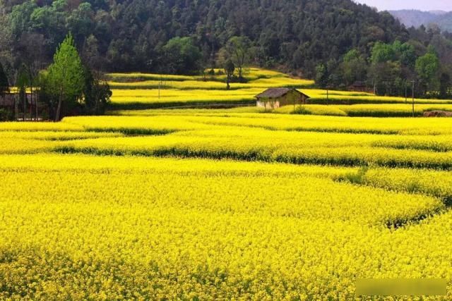  「樱花」中国这些花开成海的地方，美极了