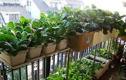  [照看]上班族种花不如种菜，不花时间照看，结得生鲜蔬菜，一家人吃不完