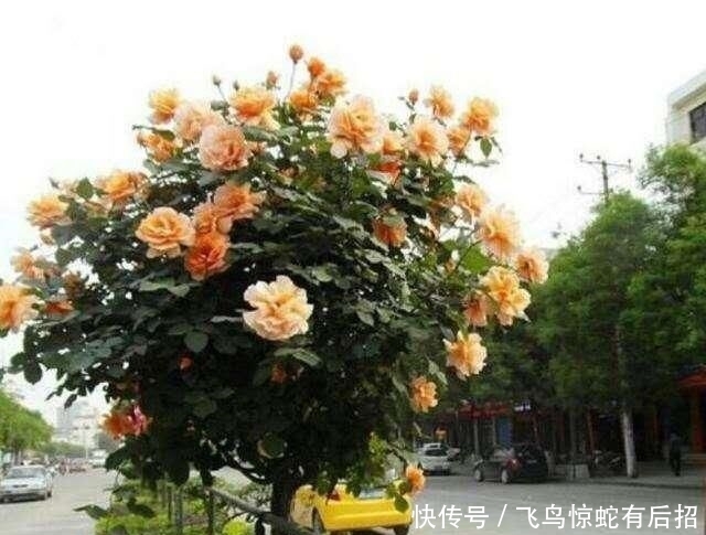  [免疫力]春天就养这种“健康花”，老人喝了修身养性，小孩喝了提高免疫力