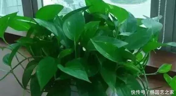  『家里』家里养绿萝，有4个地方不要随意摆放，并非迷信，有科学依据！