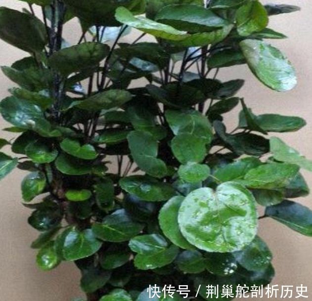 『福禄桐』客厅就养“3种花”,净化空气还“招财”,聪明人都在养!