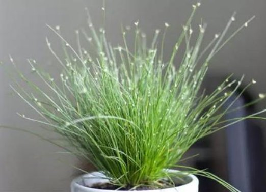  小巧■这5款花最耐旱，花叶俱美，粉嫩小花挂枝头，小巧烂漫又惹人爱