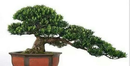 树形■养罗汉松盆景,怎样养出优美树形,增加观赏性