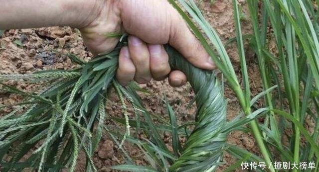  #粗壮#1种野草根茎粗壮，人称“牛筋草”，生长在农地被忽视，其实珍贵