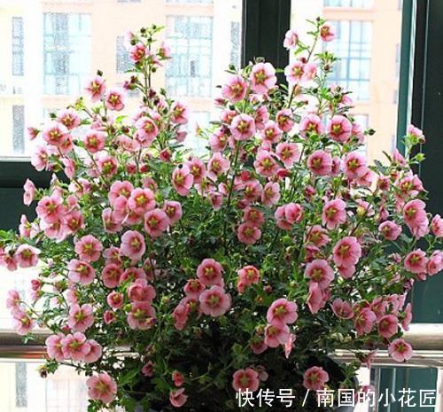 便宜|家里养花不用多,就这3种便宜花,安安稳稳开一年,值得拥有!