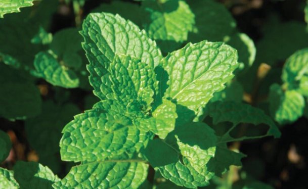  #充足#不知道养什么花，不如养养这些花草吧，在难养浇点水也能养活