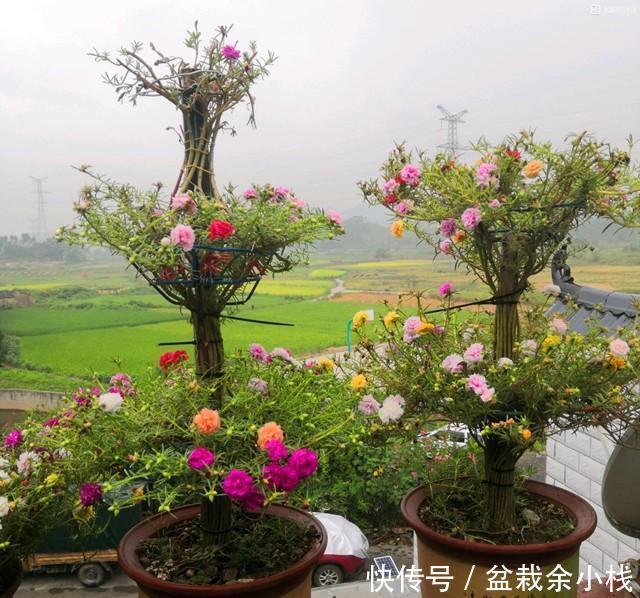 棒棒糖|太阳花别在追求爆盆了,养成棒棒糖和塔型,个性强又壮观