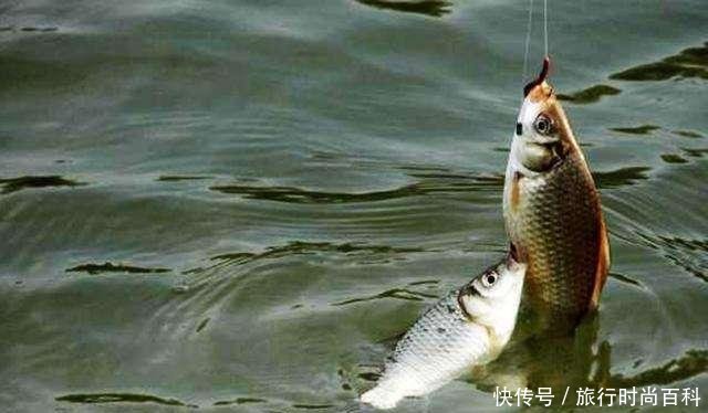 『解决』“春分”到小鱼闹,鲫鱼变得不好钓!巧用小鸡饲粒解决烦恼