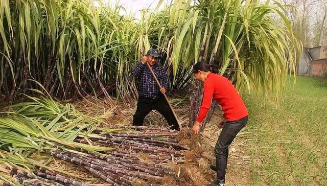  拉车|农村辛苦种植一年的作物，丰收才500块钱一吨，农民自己拉