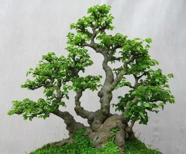 「当成盆景」山上捡的“木疙瘩”,种进花盆里,30天长新芽,还能结红果果