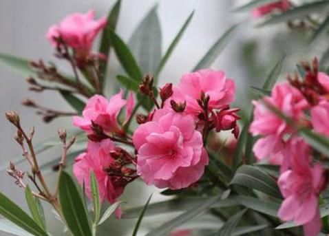 #浇水#1种花魅力大,都知有毒,却仍受追捧,只可远观不可亵玩,毒美人