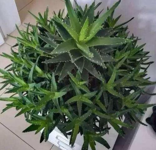  #大树#养芦荟，“脾气”爆，一言不合爆满小崽，砍掉小芽变“大树”