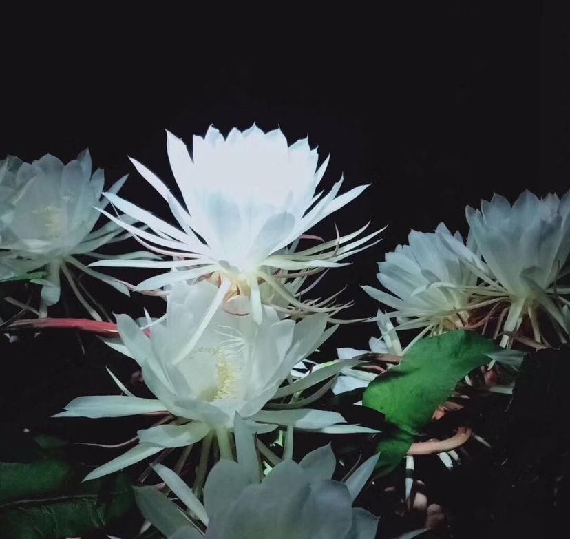  家里：昙花切一截重要部位插土里，今年就能开花，神秘幽香惹人醉！