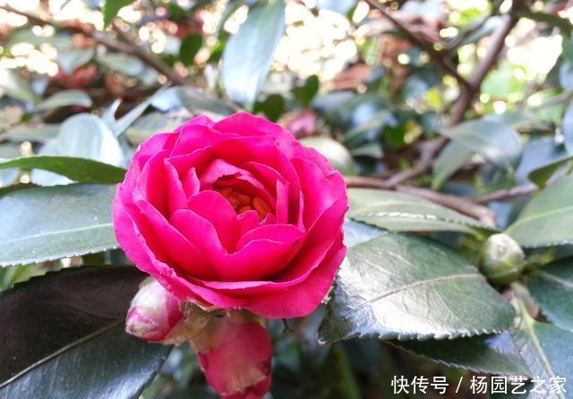  #新芽#“山茶花”嫁接，注重几个技巧和方法，成活高生长快新芽蹭蹭长