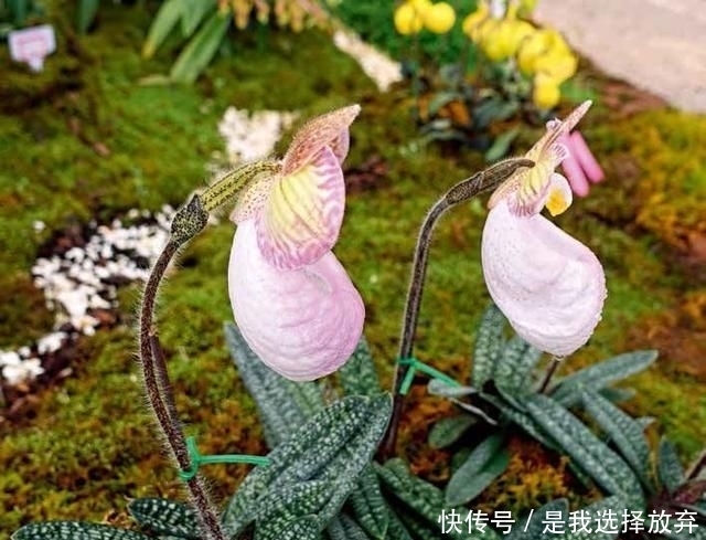  「黄花独蒜兰」正在消失的美丽：稀有兰花