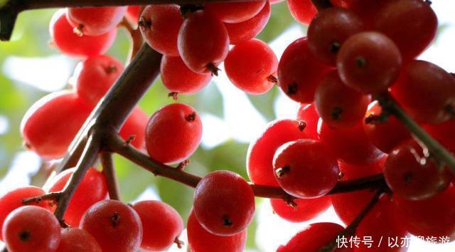  已成|人称“羊奶果”，小时候常常吃，如今城里盆栽做盆景，已成