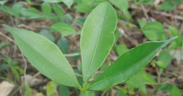  【飞龙】此物野生稀少，价值极为珍贵，山里遇见，请观看就好