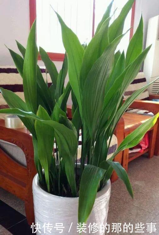 「阳光」这5种叶子花,命贱好养,没阳光也能长好!叶子比花好看