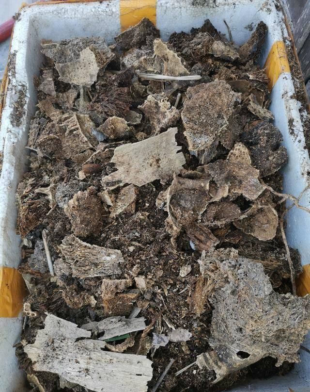  「植物」兰花的4个小“癖好”，满足它，就能开花不断！