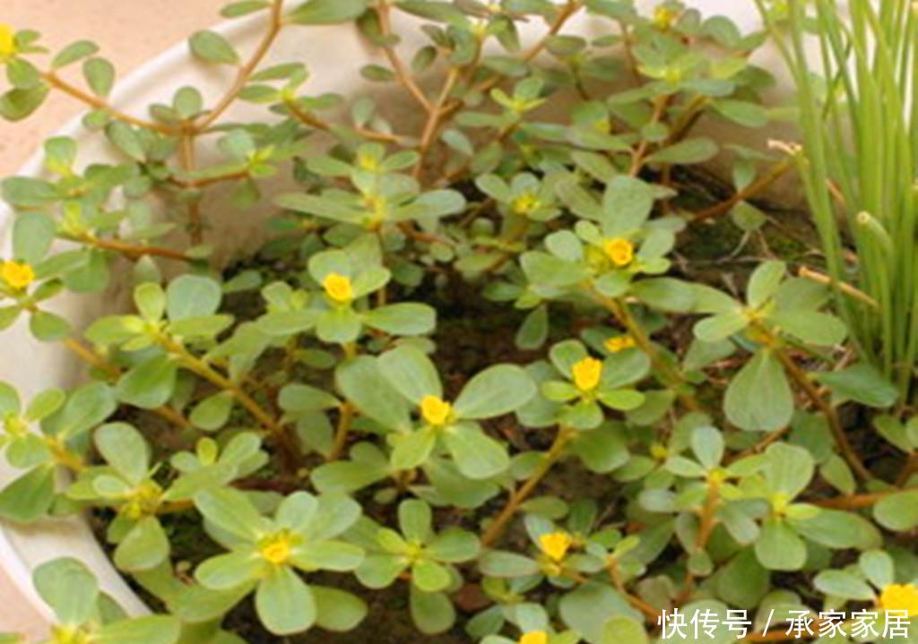 『路边』一种乡村路边常见的野菜,抗菌还能预防虫子叮咬,阳台也可盆栽