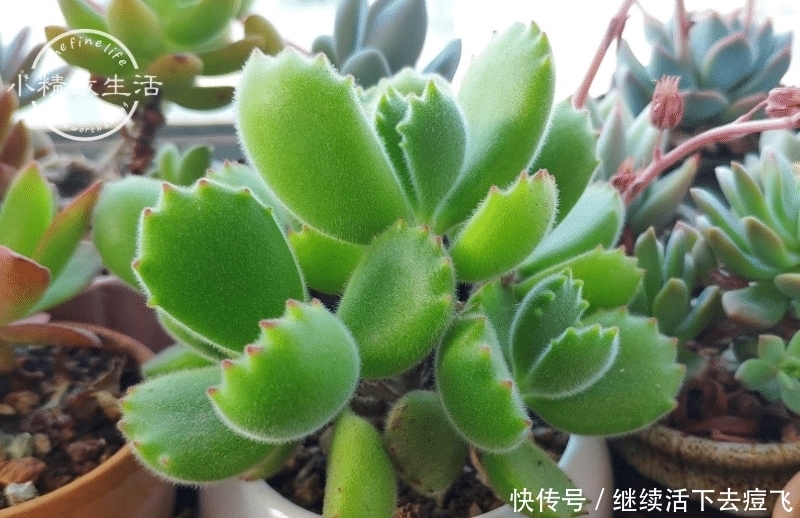  潜在开挂区|养多肉，地域很重要，来看看你是在开挂区，还是地狱逆挂区