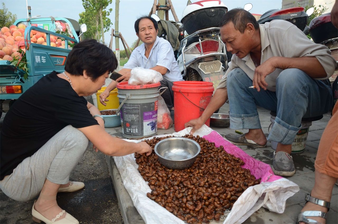 河南农民大叔集市上卖知了猴，一个六毛多钱，一天能卖五千个