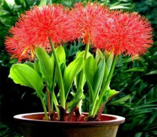 「影响」养花有讲究,有几种种花,不能在室内养,会影响健康