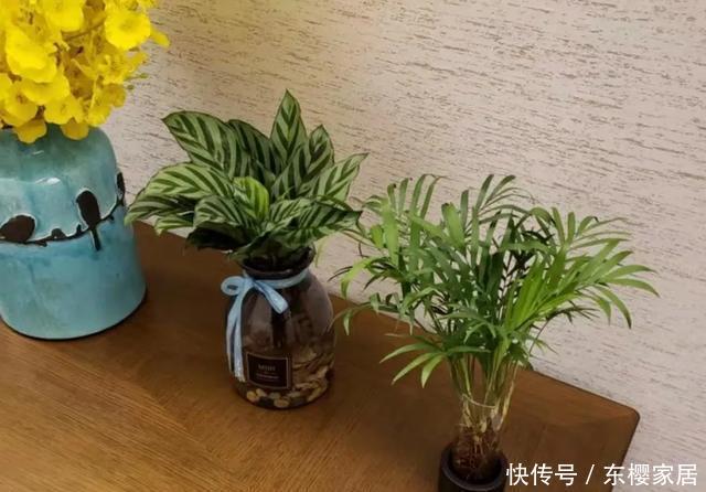 #试试#养不好的花,试试无土水培,几天长出大白根,还能开花呢!
