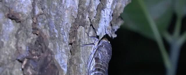 在山东老家林场里捉知了龟，一棵树上能捉10只，1小时捉一大盆