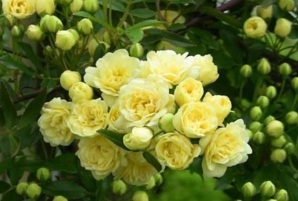 「枝条」养木香花,牢记这“3步”,一根枝条上百花苞,花开成“瀑布”