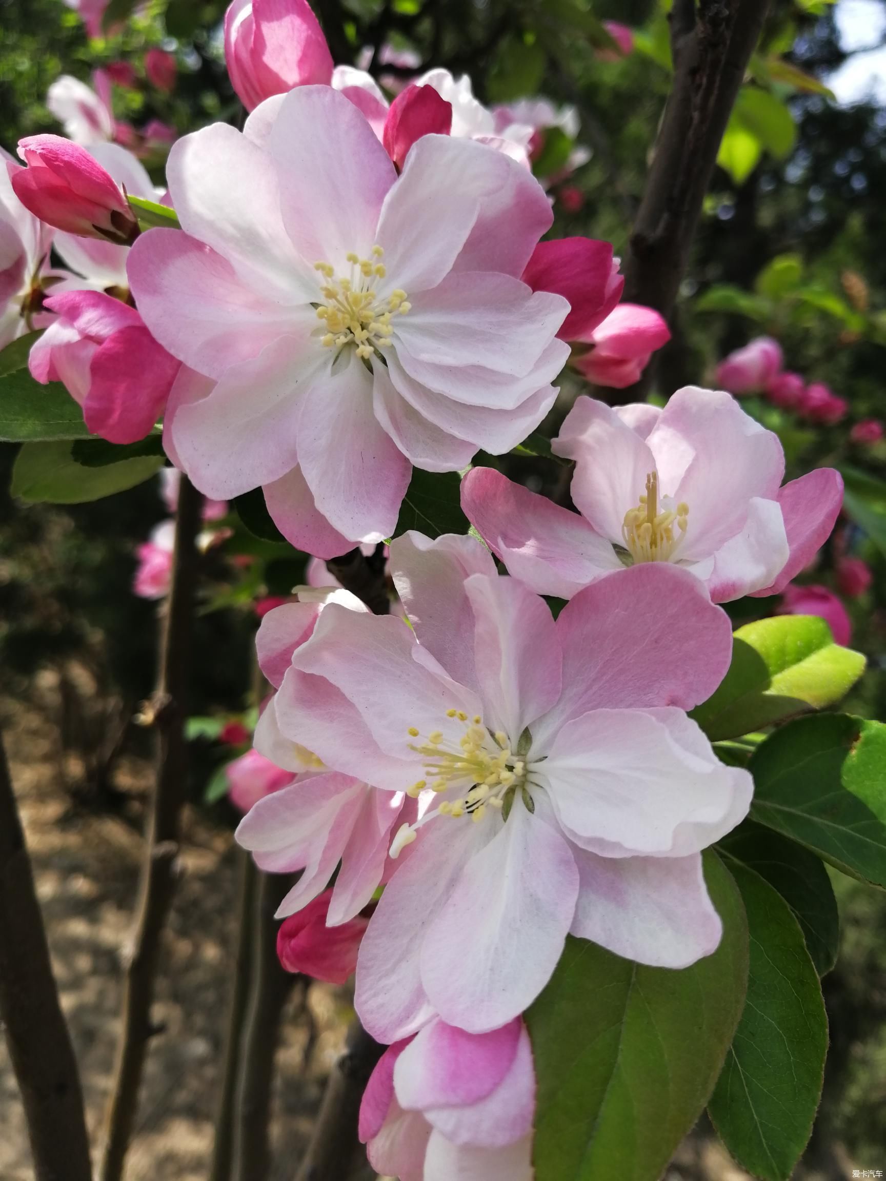 『春天【春天来了】又到春花烂漫时