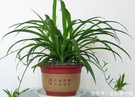 放上|卫生间总是受到异味的困扰?放上这三种绿植,空气清新入厕舒适