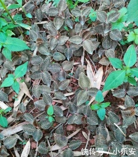  #见到#1种野草被称为“软黄金”，农村树下就有，见到了别踩，很