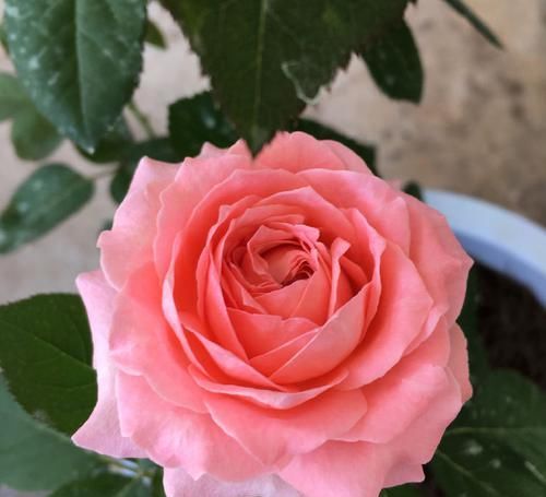  「珊瑚果冻」喜欢玫瑰，不如养盆“国华系列”国华典礼，花开妖娆，高贵优雅！