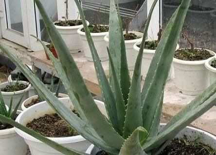  乌发@最养人的“2种植物”，既能吸甲醛，又能“乌发”，养1盆真值得！