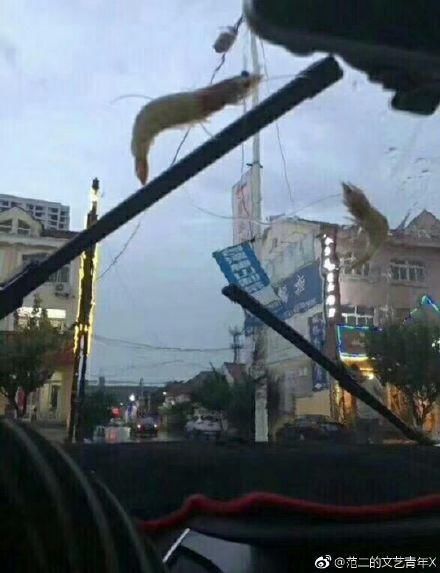 没错!青岛今天不仅下冰雹,还下海鲜了!