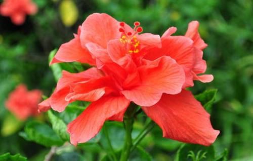  #阳光#扶桑花的养护小技巧，老花农教你做好这些，年年长势旺易爆盆