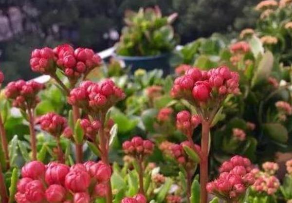  #花人#懂花人都养这4种花，尤其是第三种，长势喜人，旺宅旺事业！