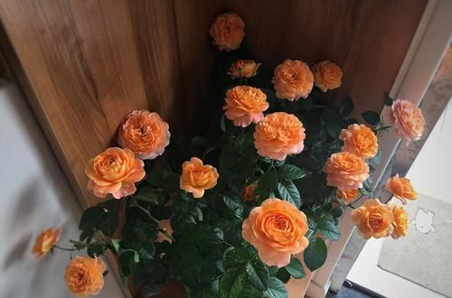 色花■“果汁阳台”一树多色花,漂亮似玫瑰,四季开花不停,盆栽首选