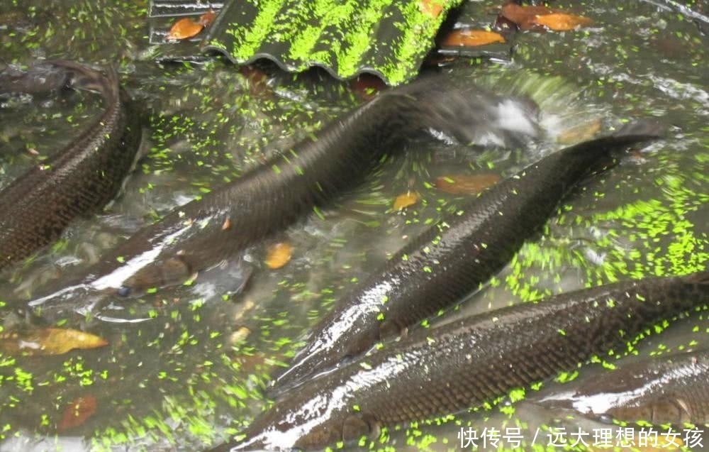  「鳄雀鳝」一次能产卵20万枚，被人放生后泛滥成灾，如今被我国