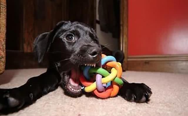 因狗吠影响睡眠