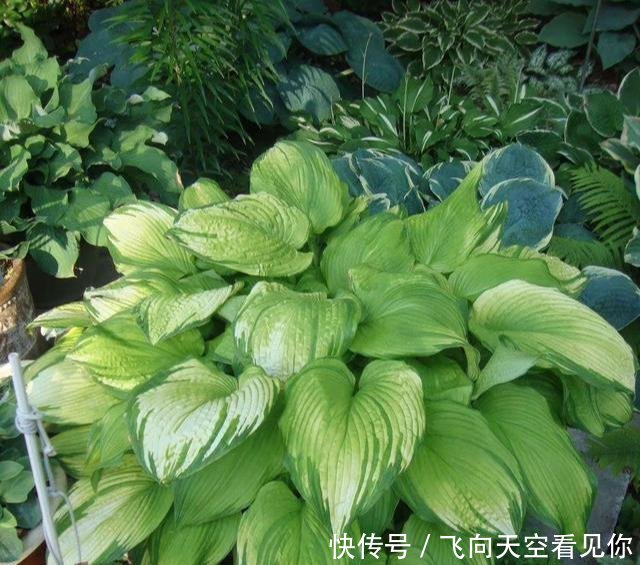  『蕨类植物』超级耐阴的几种花，常年不见太阳，也能郁郁葱葱长一片