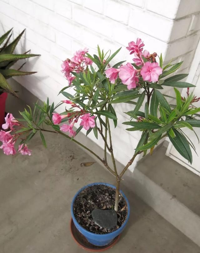 随处可见:路边的野花不要采,白色夹桃树,这花有剧毒,怎么还是随处可见!