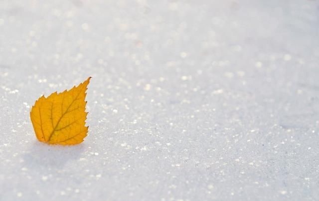 雪花飞扬，情意绵长！