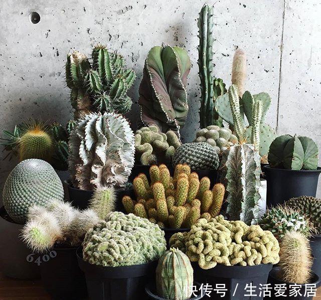 养花:养花怡情,养肉修身,多肉植物种植日记
