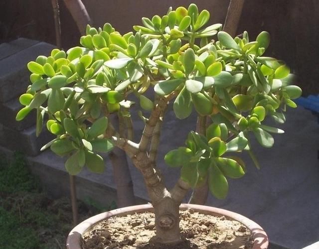  『枝叶茂盛』养这“4种花”,浇水很关键,学会这样做,枝叶茂盛、开花爆盆!